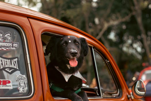 Dog car